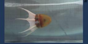 العلماء يطورون أخطبوطا اصطناعيا قادر على السباحة (فيديو)