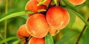 "الخوخ" بين فوائدة الصحية و قيمته الغذائية