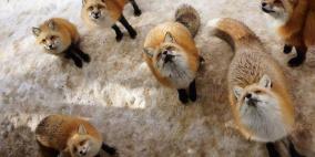 11 مكانا بالعالم تحت سيطرة الحيوانات