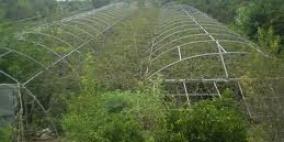 افتتاح أول مشتل للتوت في قباطية ووحدة صحية في كنيسة برقين