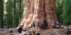 «الجنرال شيرمان» أكبر شجرة على وجه الأرض