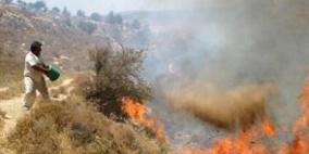 مستوطنون يحرقون حوالي مائة شجرة زيتون في حوارة