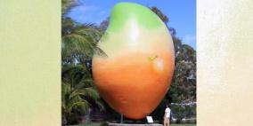 سرقة مجسم مانغو عملاق يزن 7 أطنان في أستراليا