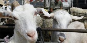 المفتي يجيز التضحية بالأنعام المسمنة