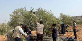 "العمل الزراعي" يطلق حملة "زيتوننا مقاومة" لمساندة المزارعين في موسم القطاف