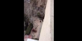 بالفيديو.. قطة تسقط من الطابق الثالث وتنجو