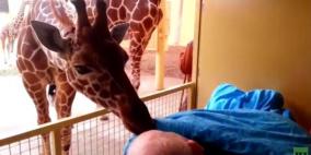 زرافة تودع عاملا في حديقة الحيوان على فراش الموت بقبلات مؤثرة (فيديو)