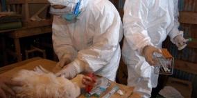 بؤرة جديدة لإنفلونزا الطيور في اليابان