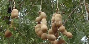 شجــــــرة التمـــــر الهنــــــدي ما أروعهـــــا يــــا أفنـــــدي