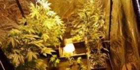 ضبط مستنبت لتنمية القنب الهندي المخدر في نابلس