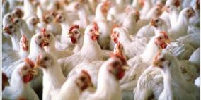 نابلس: جمعية حماية المستهلك تدعو المواطنين الى مقاطعة الدجاج