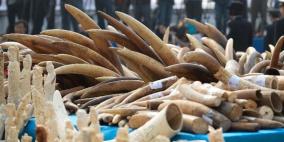 حظر أميركي جديد على مبيعات العاج لحماية الأفيال