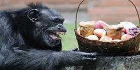 الشمبانزي لديه قدرات عقلية تمكنه من الطهي