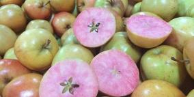 "مفاجأة".. تفاح بقلب وردي في الأسواق البريطانية