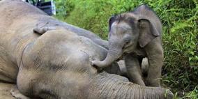 فيل صغير يبكى 5 ساعات بعد أن هجرته أمه بالصين