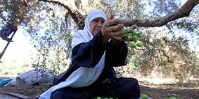 الخليل: إطلاق حملة لمساندة المزارعين في قطف ثمار الزيتون