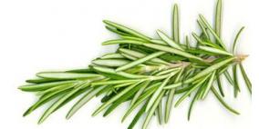"النعناع" و"الروزمارى" لتعزيز الذاكرة وتحسين القدرة على التعلم