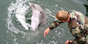 أسطول البحر الأسود الروسي يجري أول تدريب بمشاركة دلافين قتالية