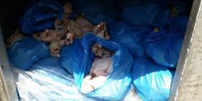 ضبط دجاج فاسد في قلقيلية