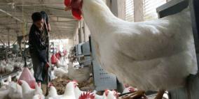 سعر الدجاج في ارتفاع تجاوز الـ90%