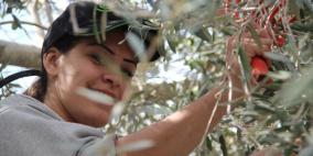 شركة ريتش تنظم يوماً لمساعدة قاطفي الزيتون في قرية جبع