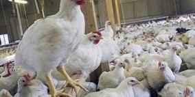 حماية المستهلك:وزيرا الزراعة والاقتصاد وراء انفلات أسعار الدواجن