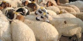 وصول الشحنة الأولى من الخراف المستوردة والثانية خلال أيام