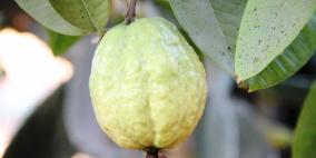 موسم الجوافة والخير في بيارات قلقيلية