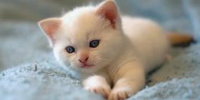 لولا.. أول قطة مهاجرة تصل من ليبيا إلى إيطاليا