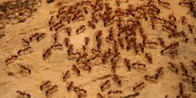 ما القاسم المشترك بين النمل والبشر؟