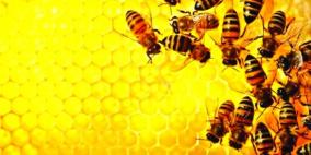 ينجو من الموت بعد تعرضه إلى ألف لسعة