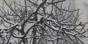 الثلوج في الخليل