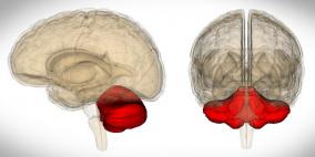 المخ البشري يدهش الطب مجددا.. امرأة ولدت بدون مخيخ