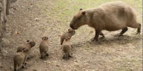 وزنها 80 كجم... جرذان بحجم الإنسان!