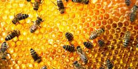 مصرع رجل بلسعات 800 ألف نحلة