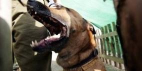 الخليل: كلاب المستوطنين تقتل 7 رؤوس من الماشية