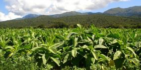 دراسة: التبغ يقضي على الخلايا السرطانية