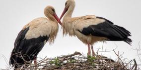 طائر لقلق يقطع المسافات ليلاقي حبيبته المشلولة