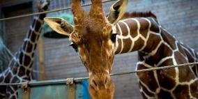 إعدام زرافة علناً أمام الحشود يثير غضباً في الدنمارك