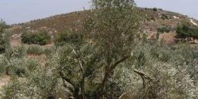 مستوطنون يحطمون 20 شجرة زيتون جنوب نابلس
