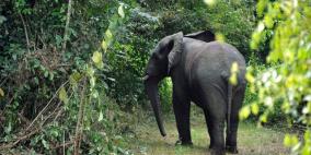 مصرع سائح بريطاني تحت أقدام فيل في أدغال الهند