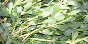 البقــــــلة او الفرفحينــــــه نبـــــات ينعش الدمــــاغ ويفـــرح القلـــــب