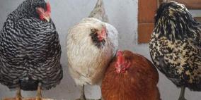 أميركا.. حل غريب لمشكلة ارتفاع أسعار البيض