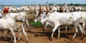 مقتل اكثر من 100 شخص في هجوم لسارقي ماشية في جنوب السودان