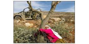 الخطر يتهدد موسم الزيتون في قرية الراس بطولكرم