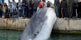 نفوق حوت طوله 10 أمتار بعدما علق بشباك صيد في تونس