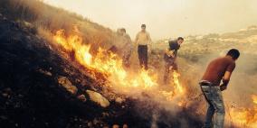 احتراق مئات أشجار الزيتون واللوزيات في قلقيلية ونابلس