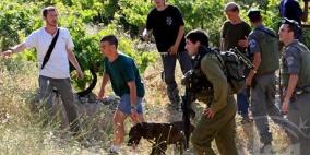 مستوطنون يحطمون أشجار زيتون في بورين