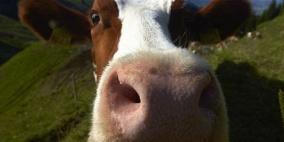 "كِرمال عيون" البقرة !