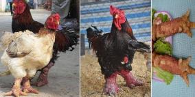 أقدام دجاج "دونغ تاو".. وجبة غالية الثمن في فيتنام